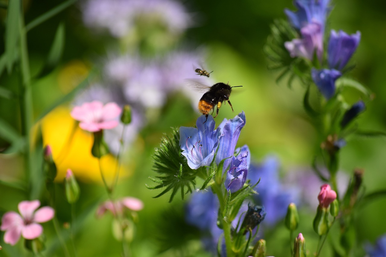 2025 social media hommel bij bloem