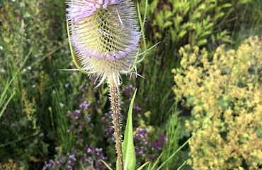heemtuin ivn